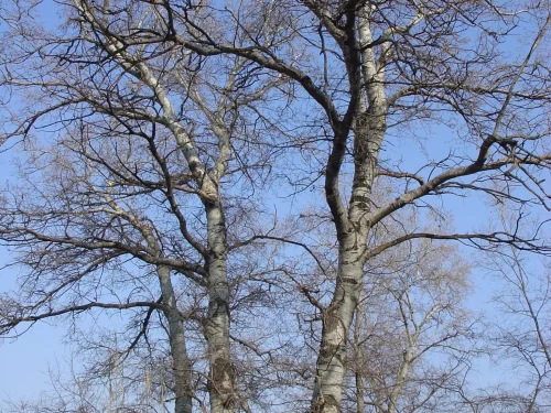 Populus-alba_10