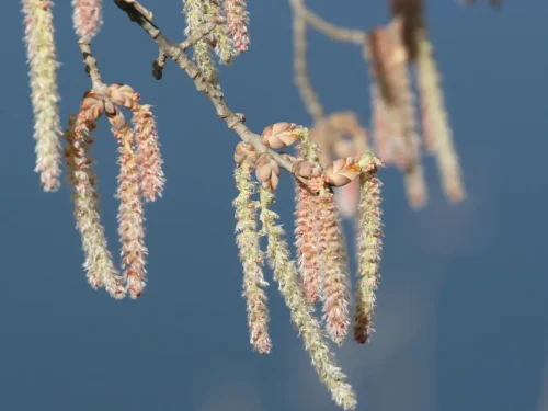 Populus-alba_14 (1)