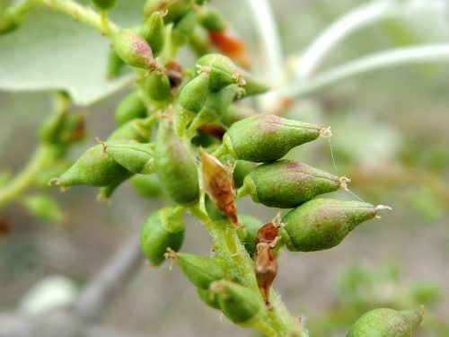 Populus_alba_27