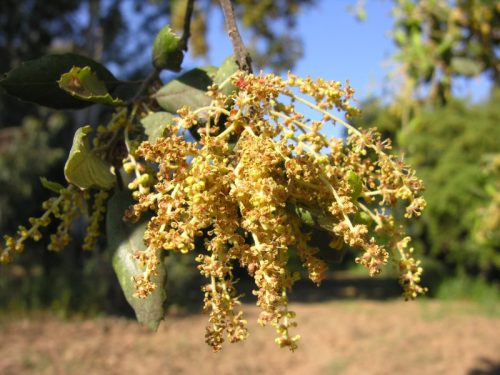 Quercus_suber_22