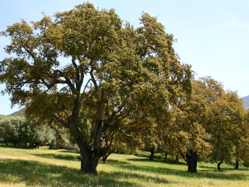 Quercus_suber_JPG1